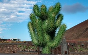 Der Kaktusgarten in Guatiza